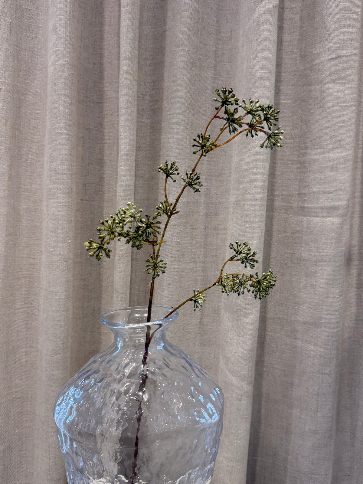 Anthriscus grøn H67cm