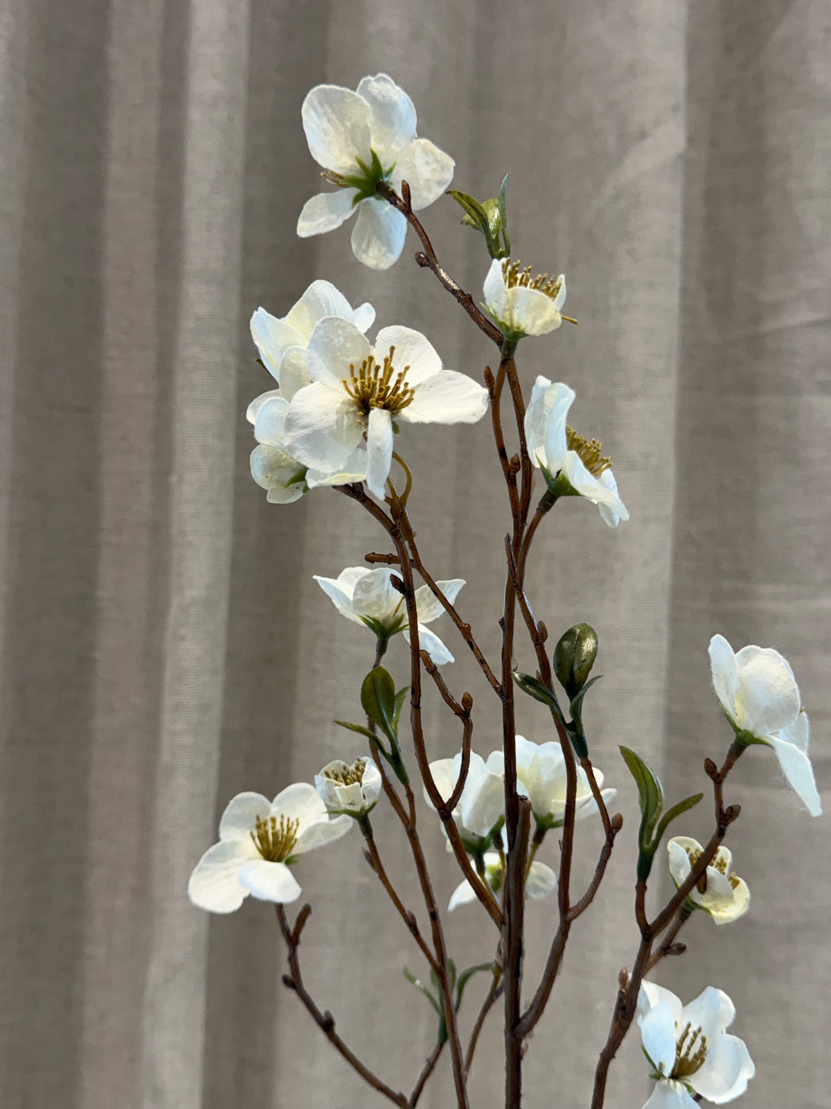 Helleborus hvid 75cm