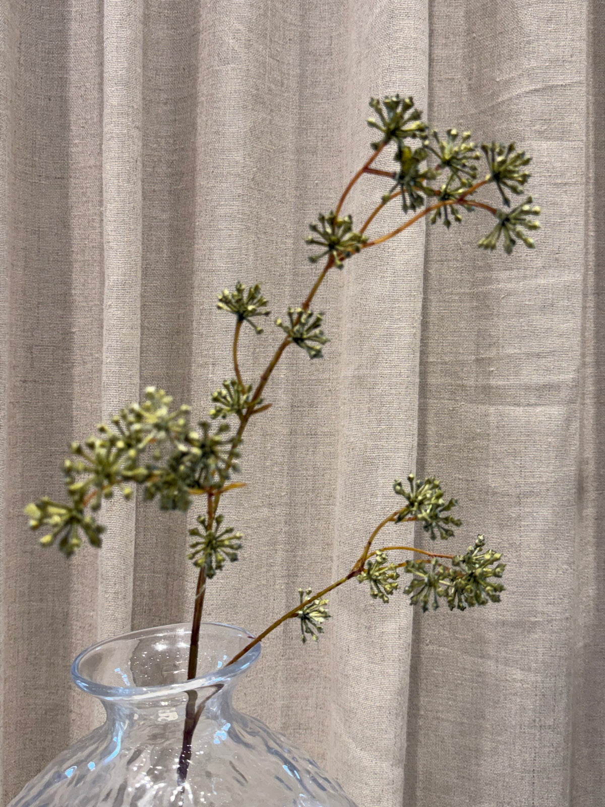 Anthriscus grøn H67cm