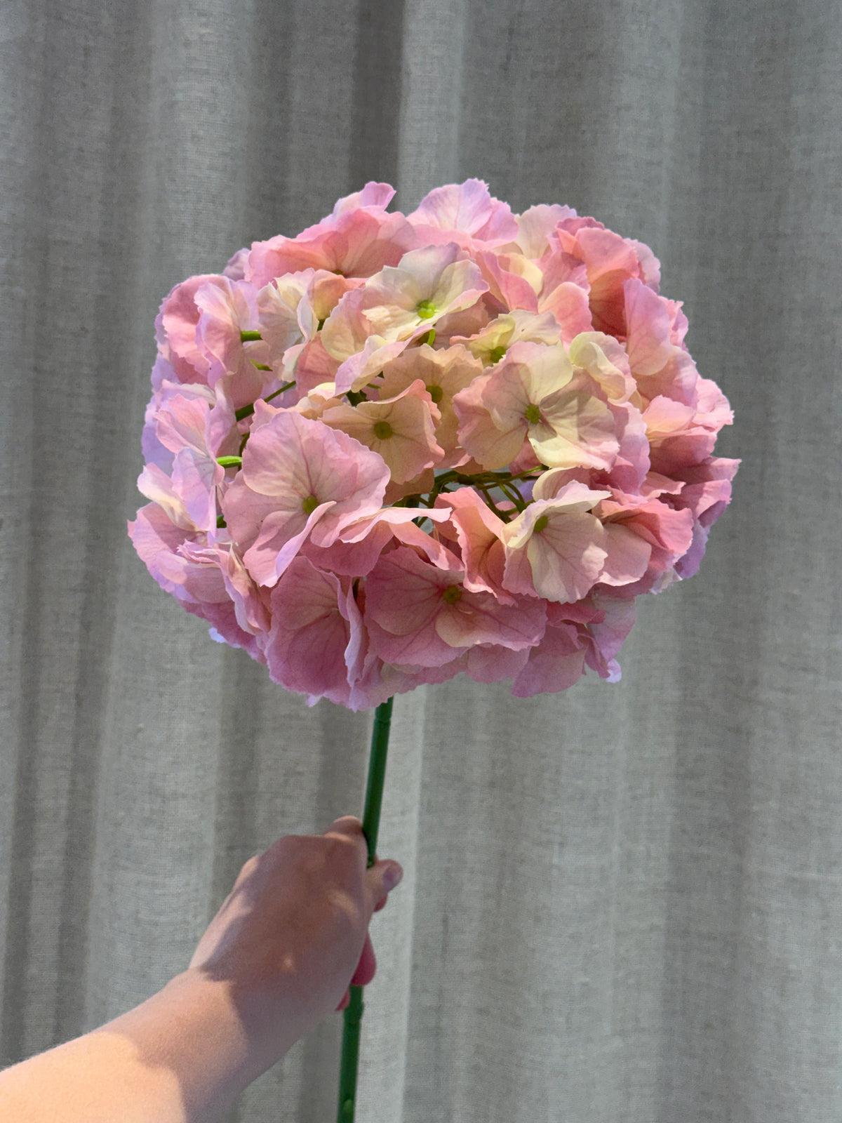 Hortensia lyserød