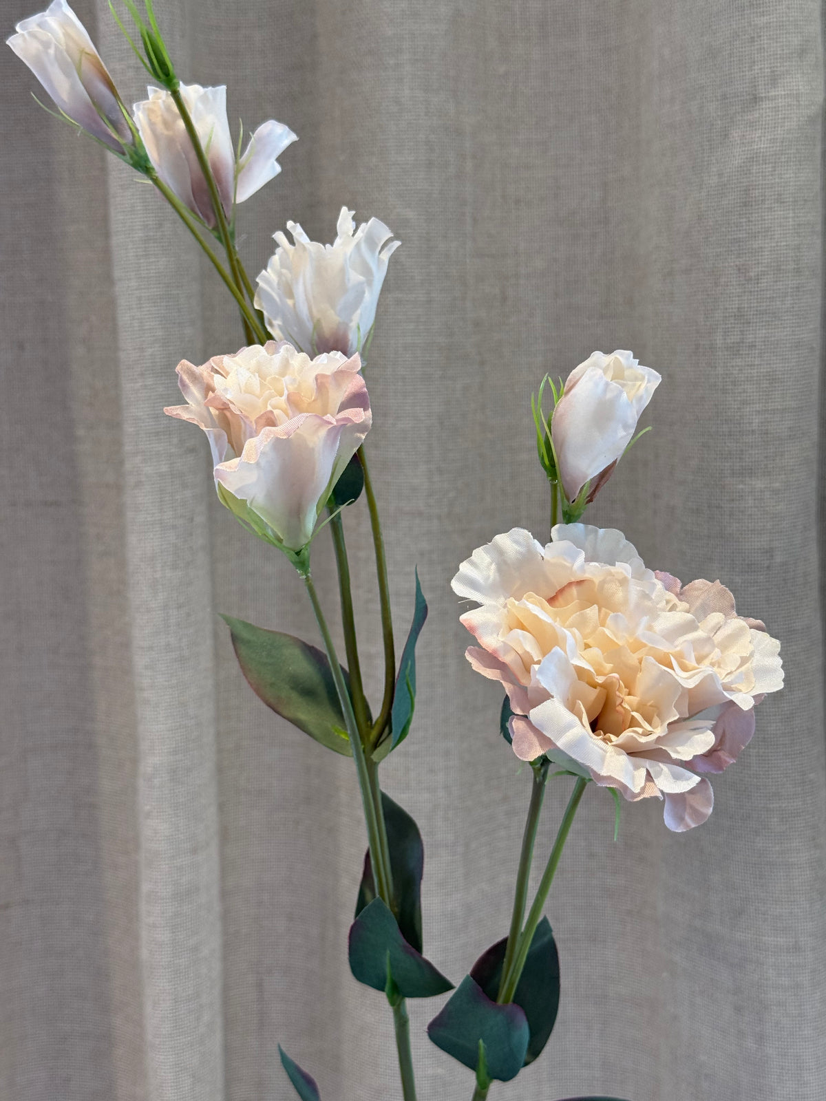 Lisianthus rosa