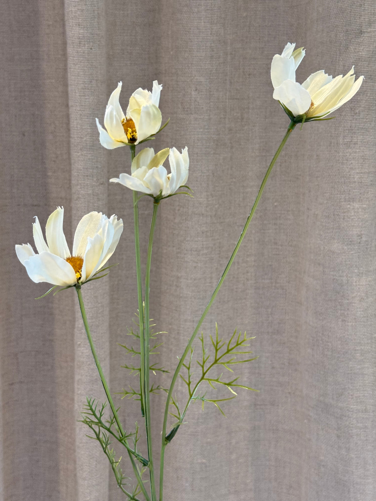 Cosmos creme