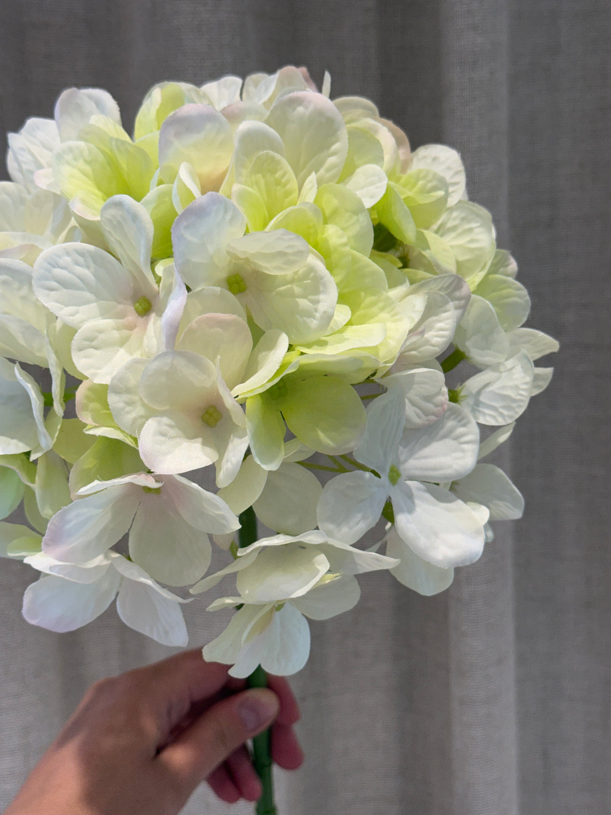 Hortensia hvid/grøn
