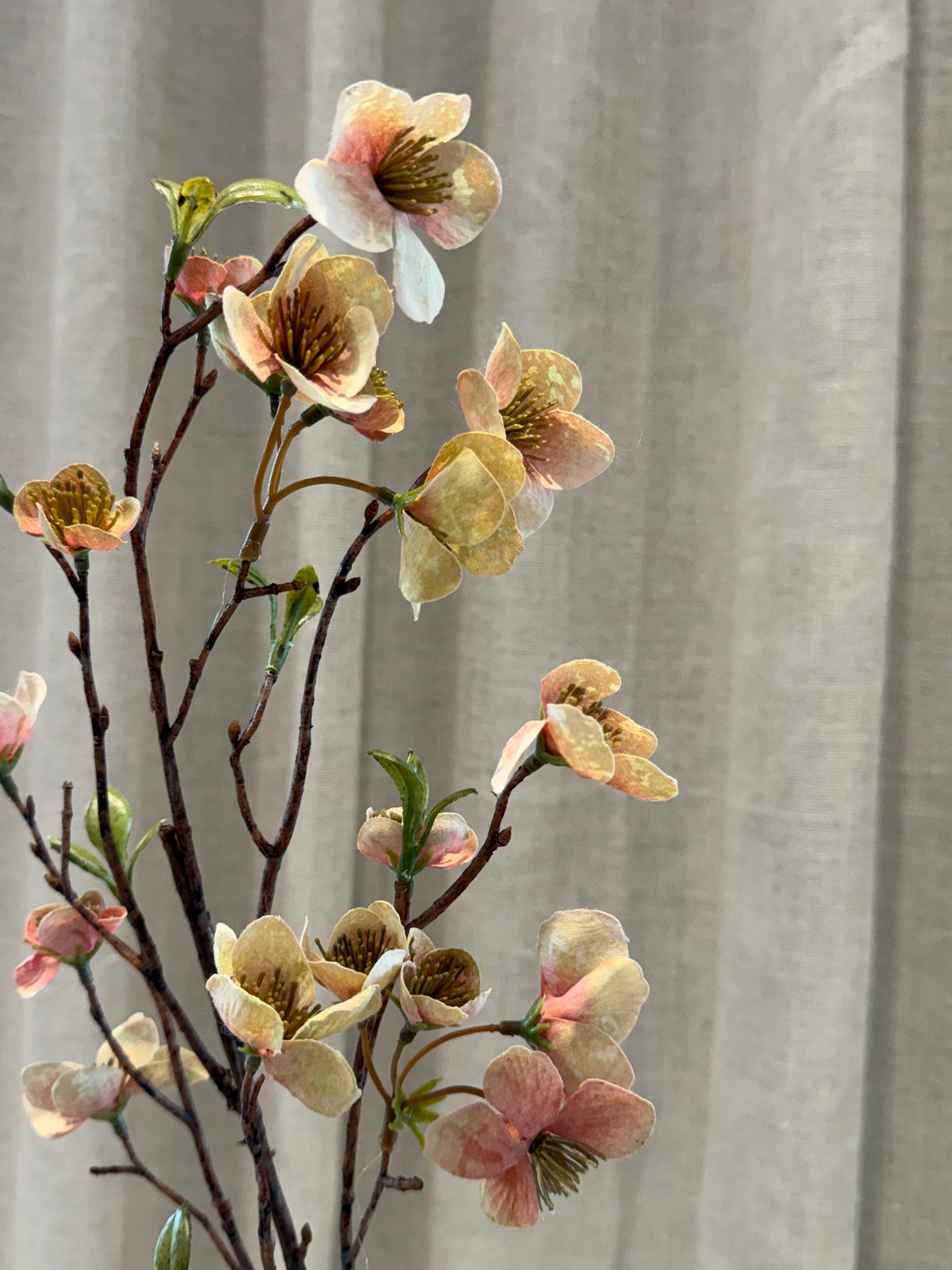 Helleborus grøn/rosa 75cm
