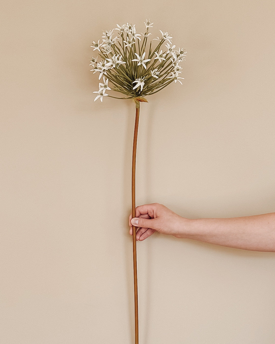 Allium - Hvid - 93 cm
