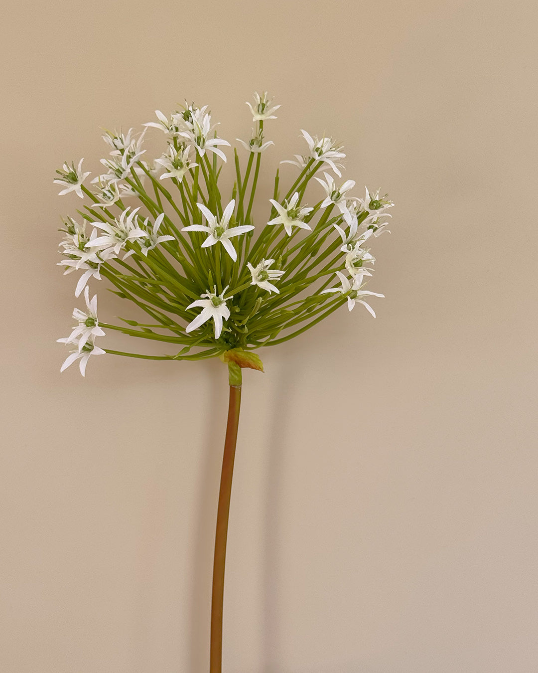 Allium - Hvid - 93 cm