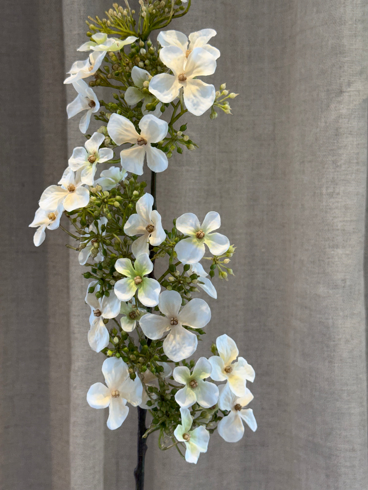 Hyndrangea hvid
