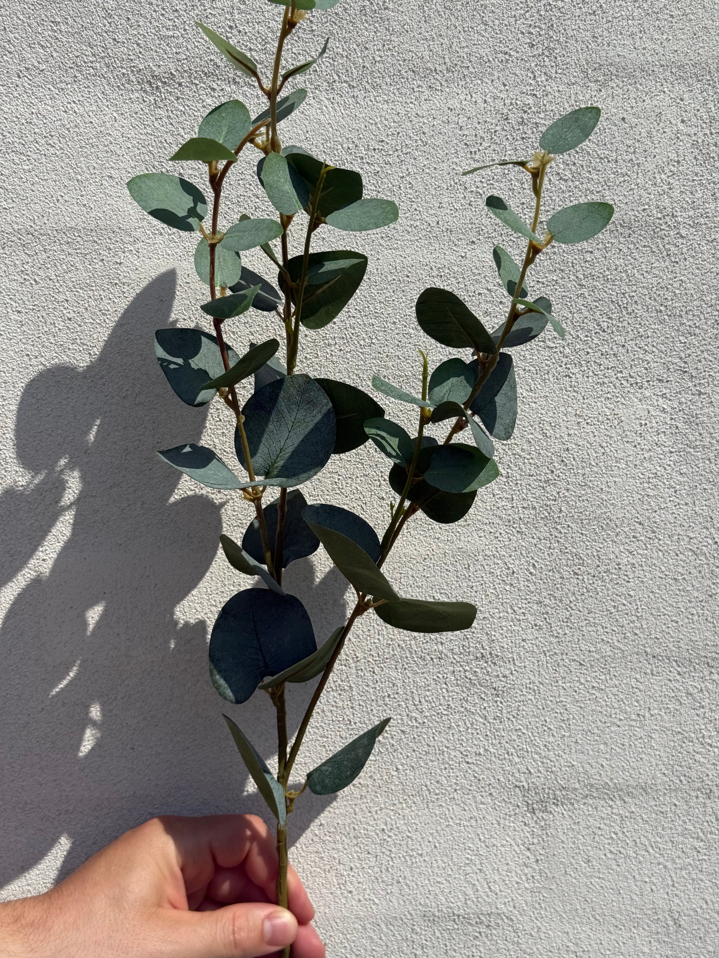 Eucalyptus