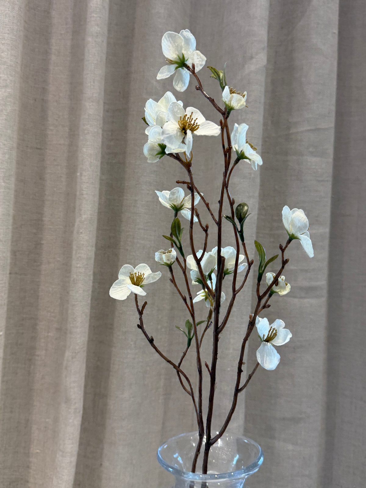 Helleborus hvid 75cm