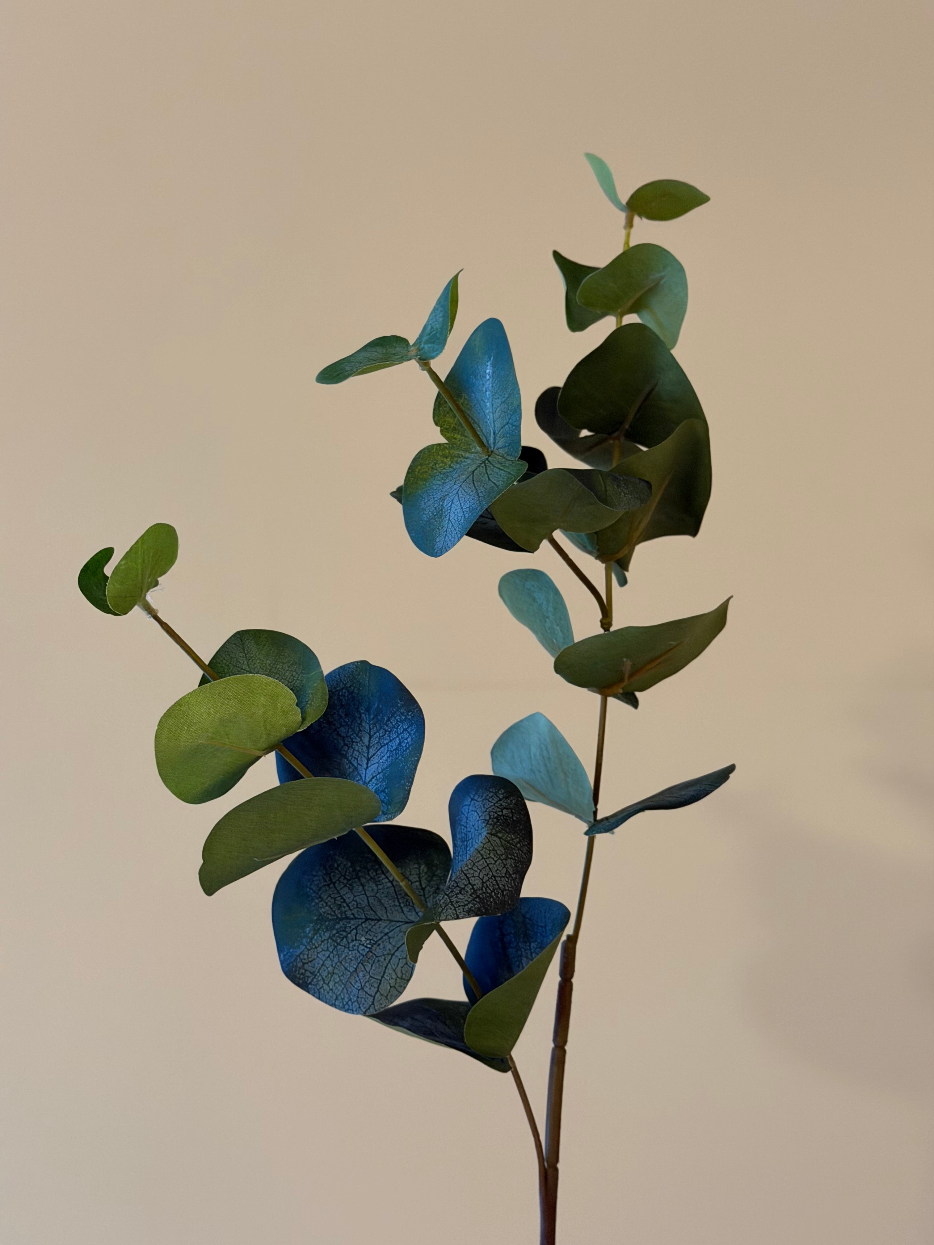 Eucaluptus H 80 cm