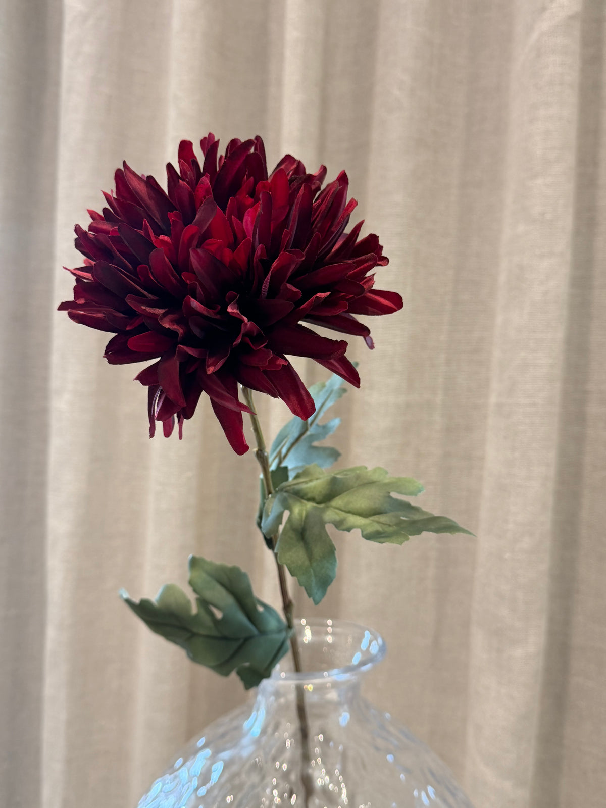 Chrysanthemum Bordeaux H68