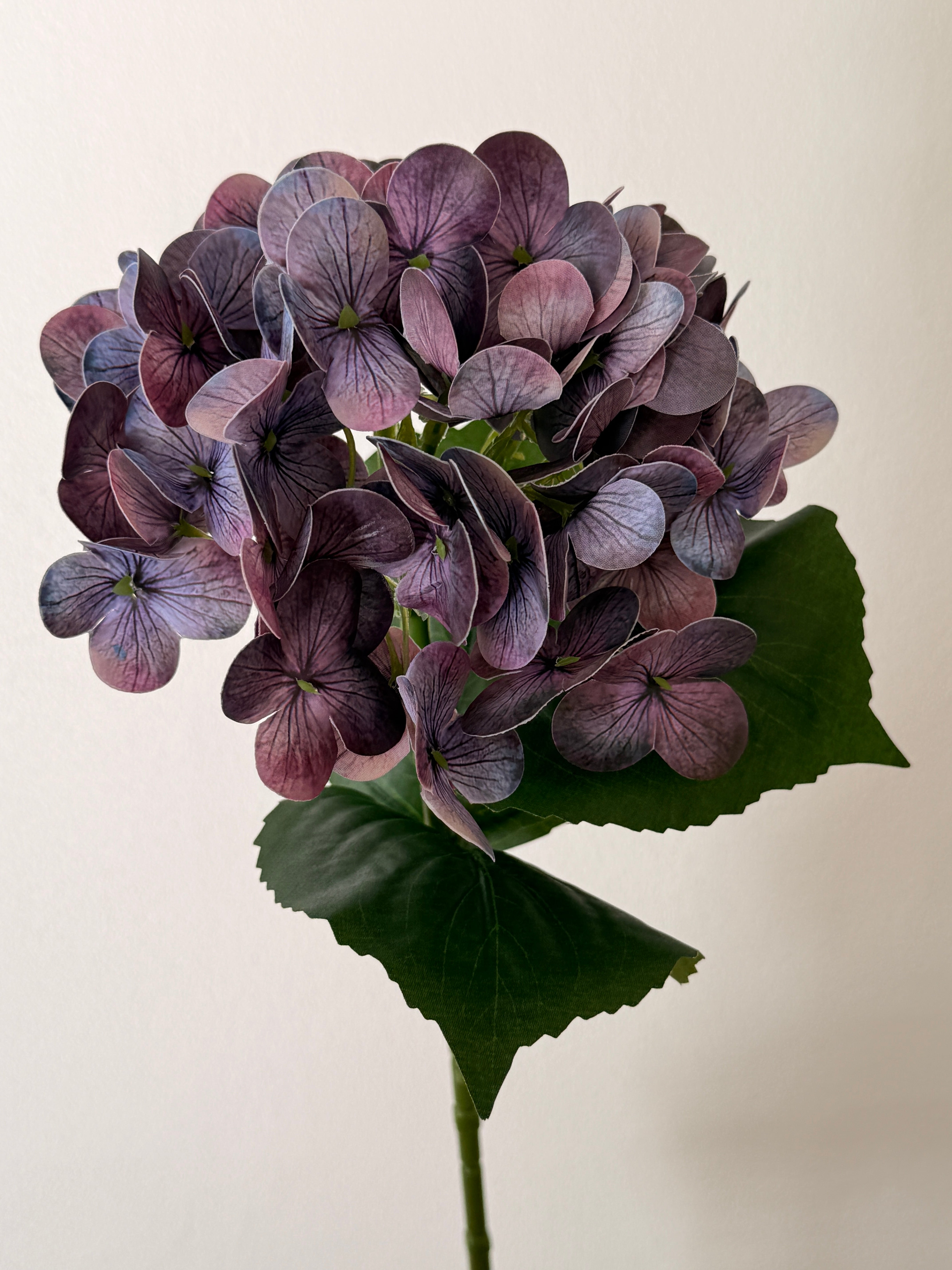 Hortensia lilla