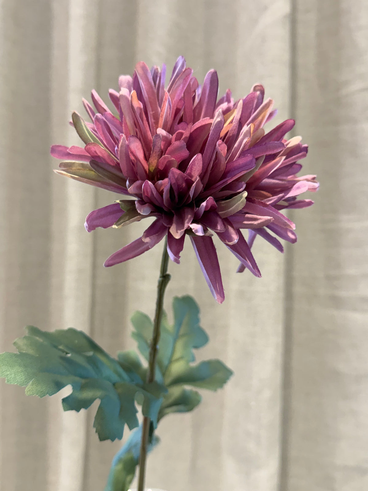 Chrysanthemum Lilla H68