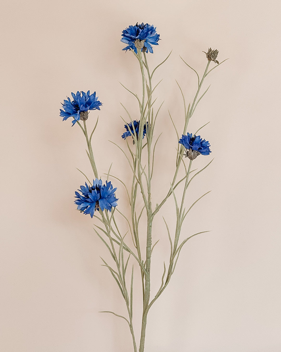 Cornflower - Blå - 92 cm