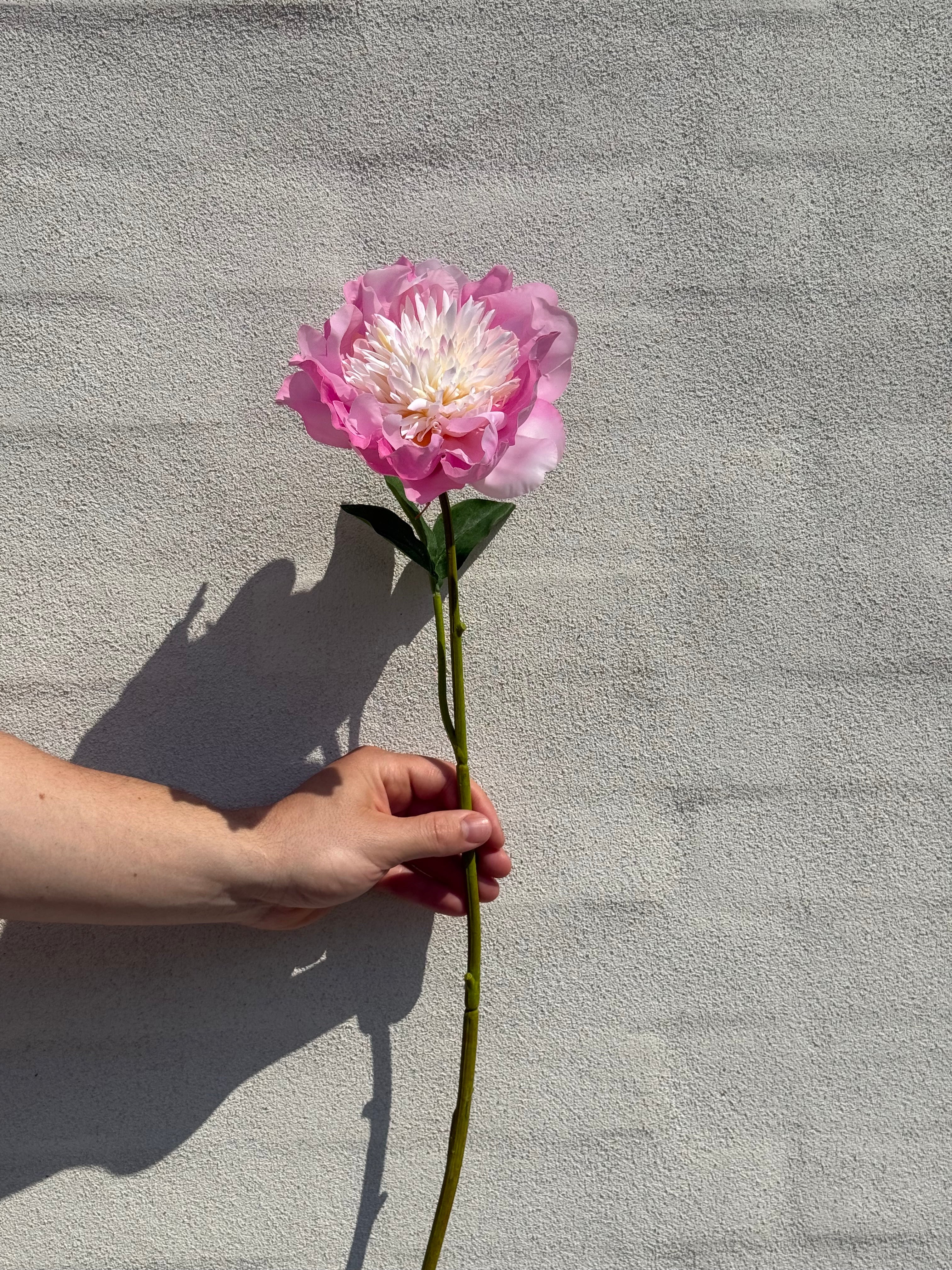 Peony pink