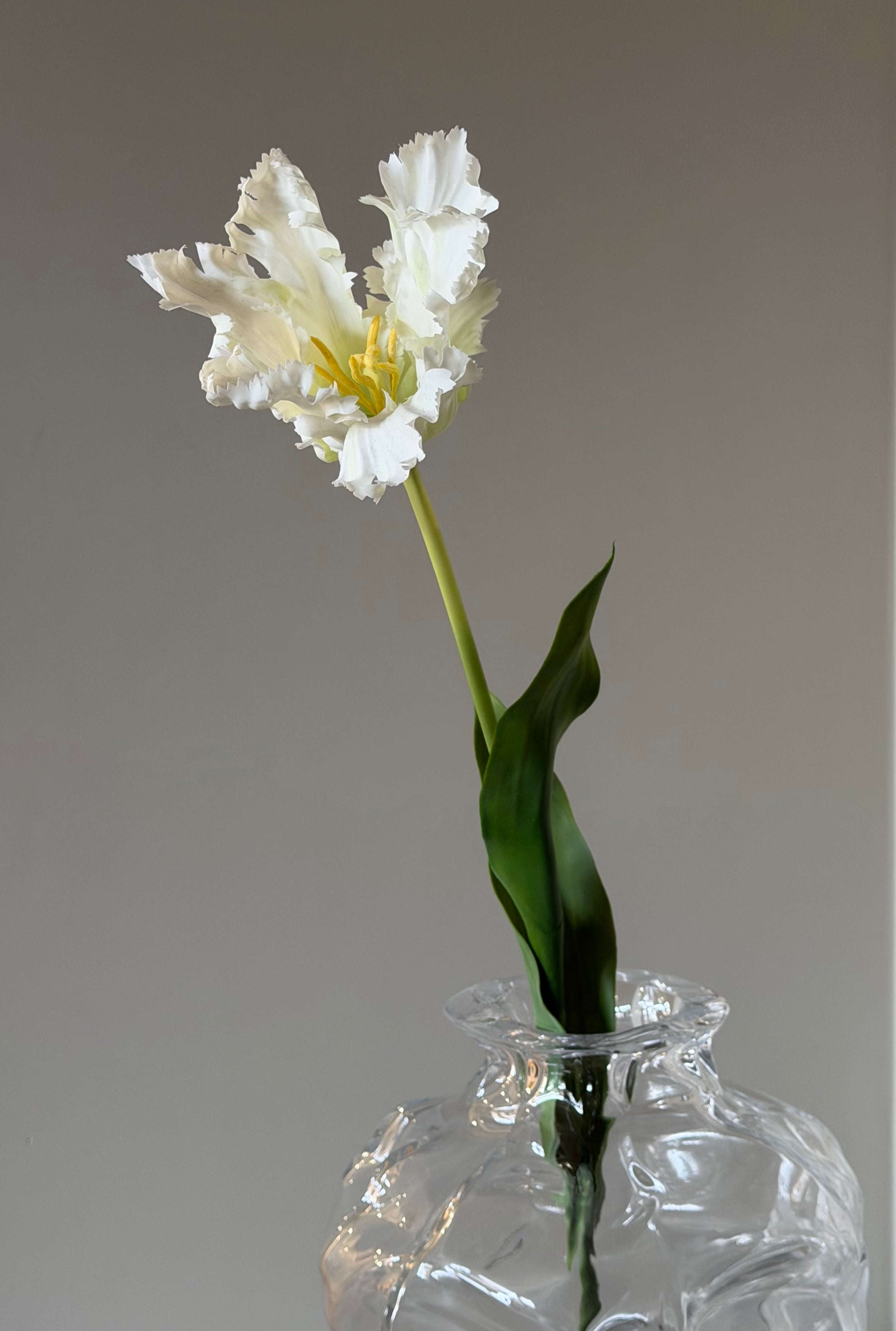 Papegøje Tulipan Hvid