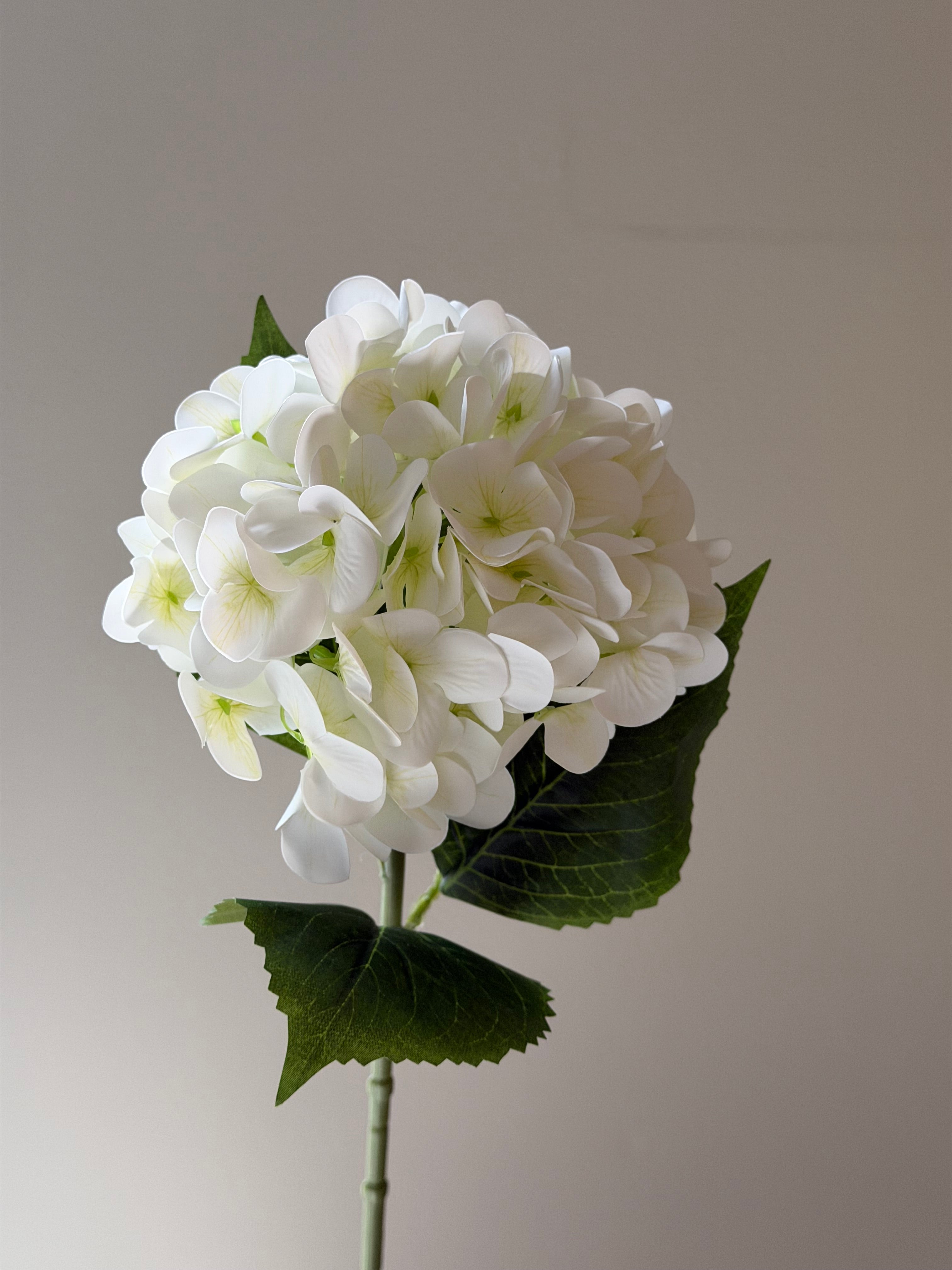 Hortensia White