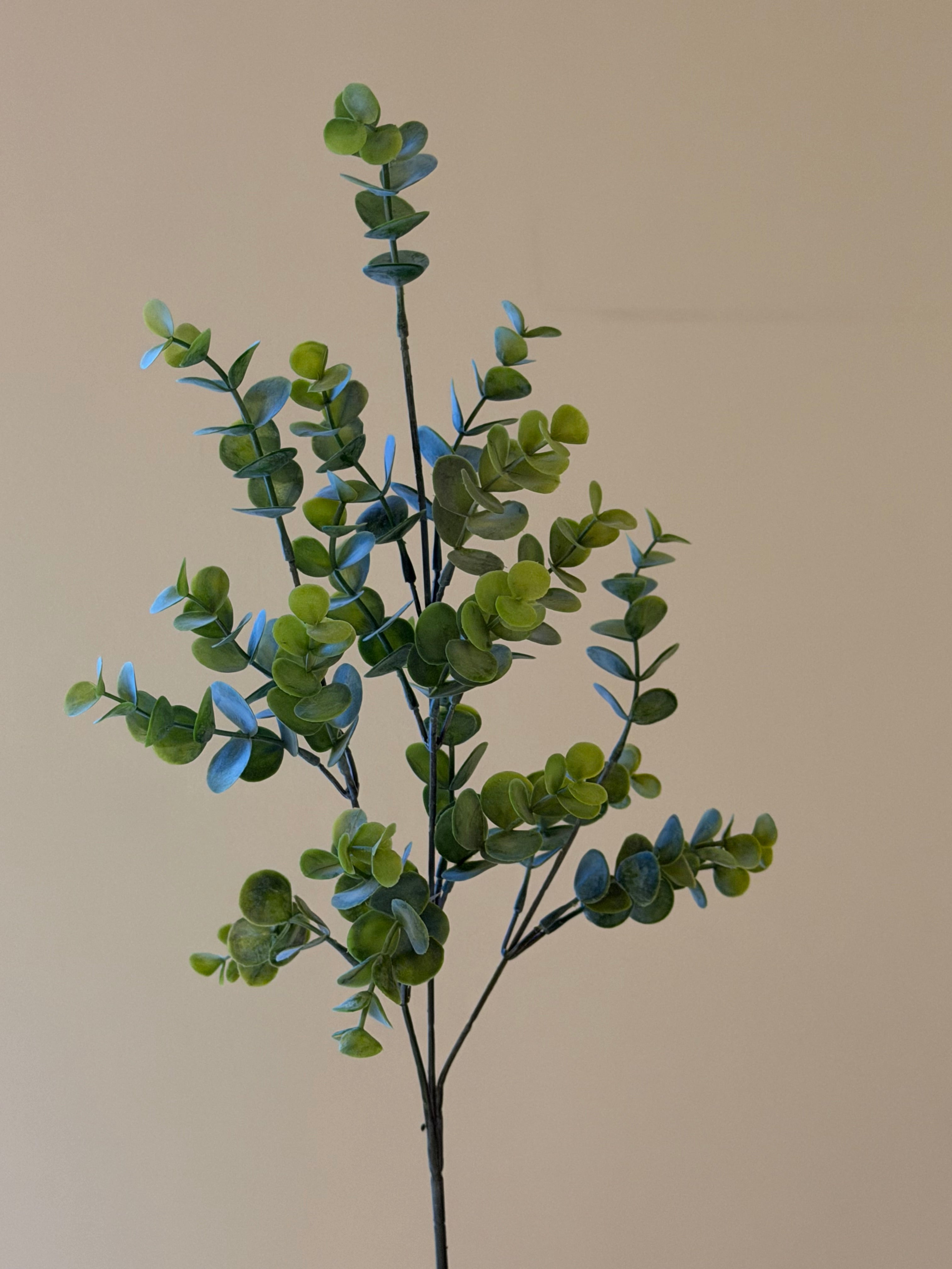 Eucaluptus H 69cm