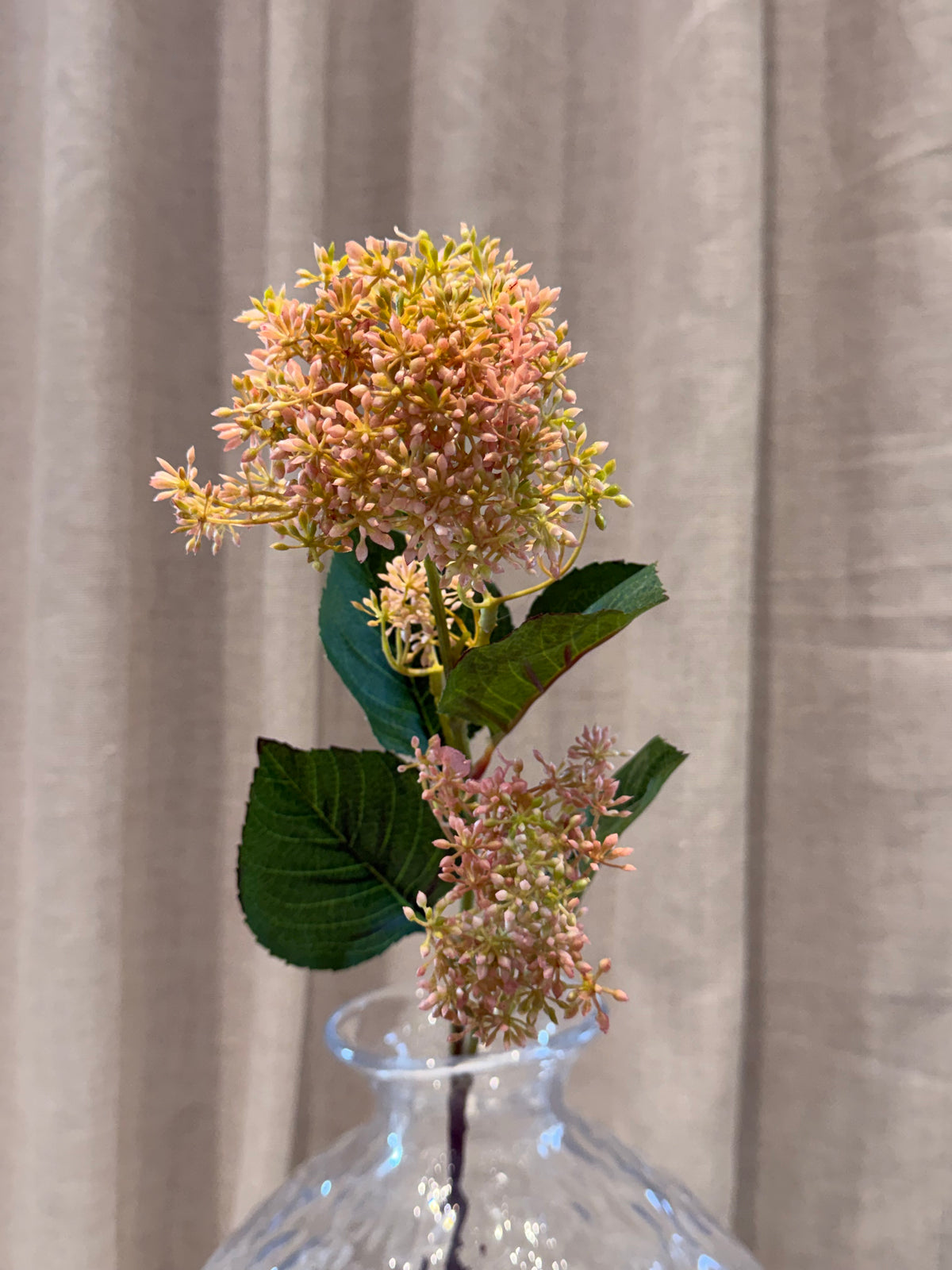 Skimmia Rosa 65cm