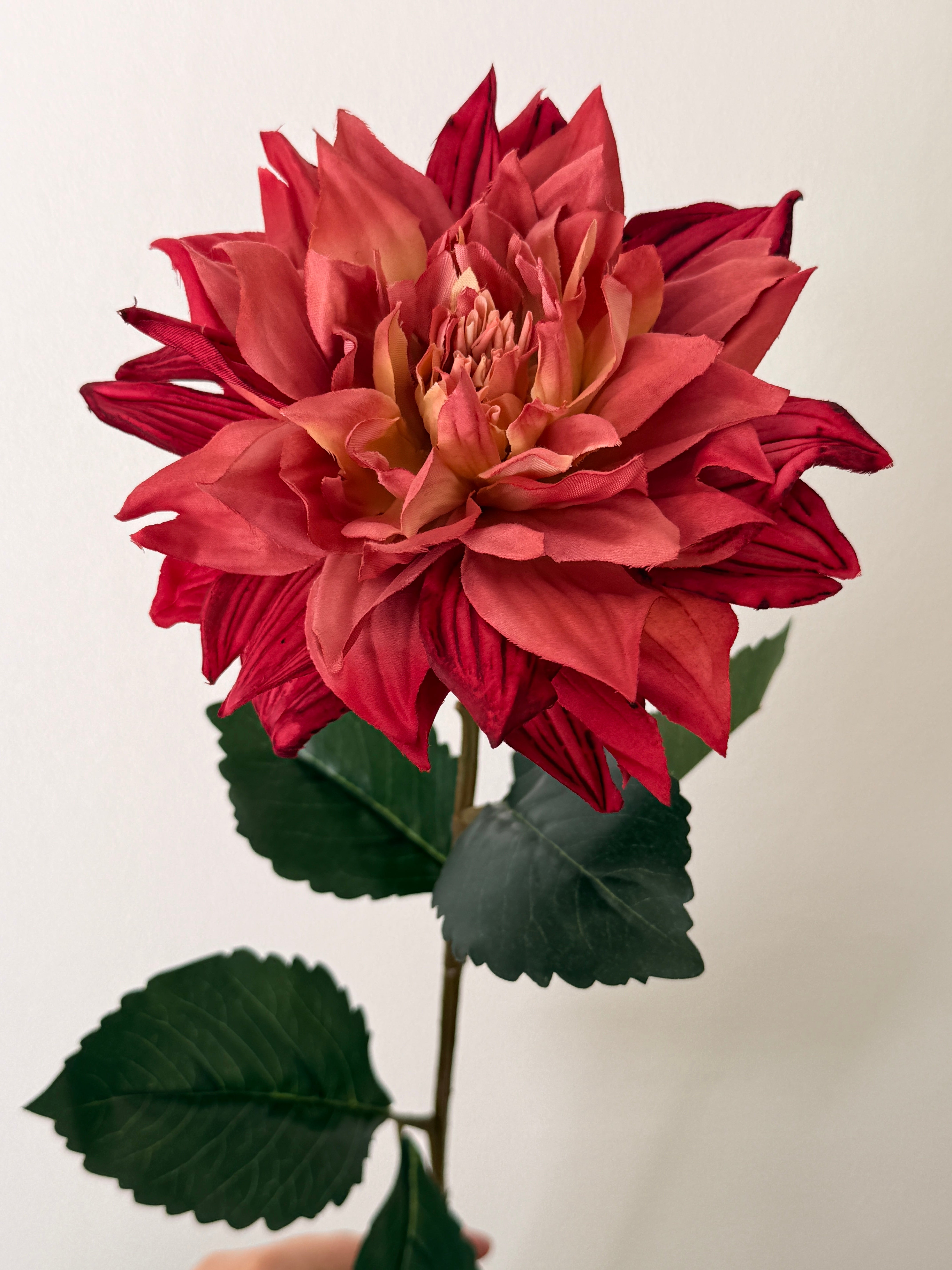 Dahlia lys bordeaux