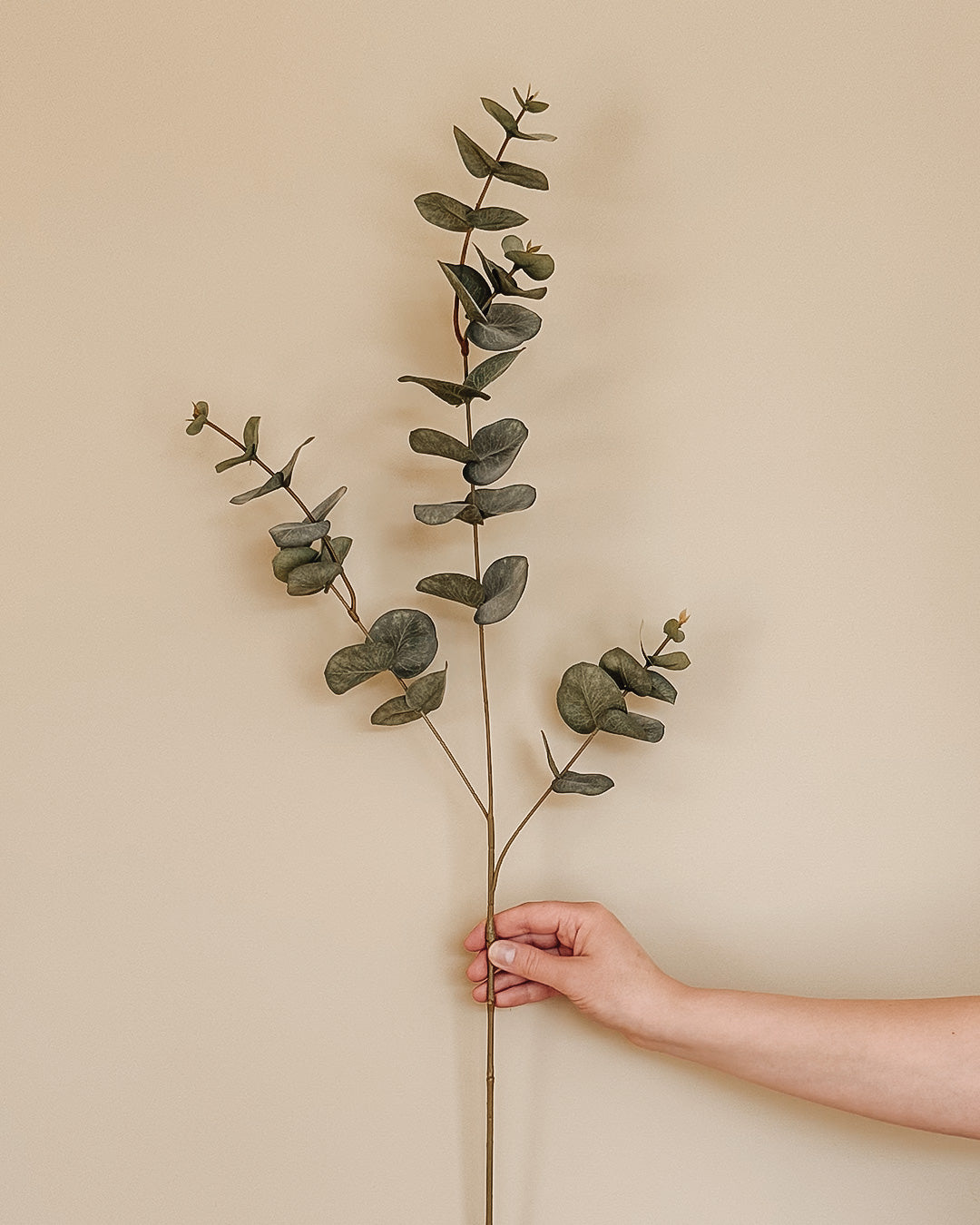 Ecaluptus - 86 cm