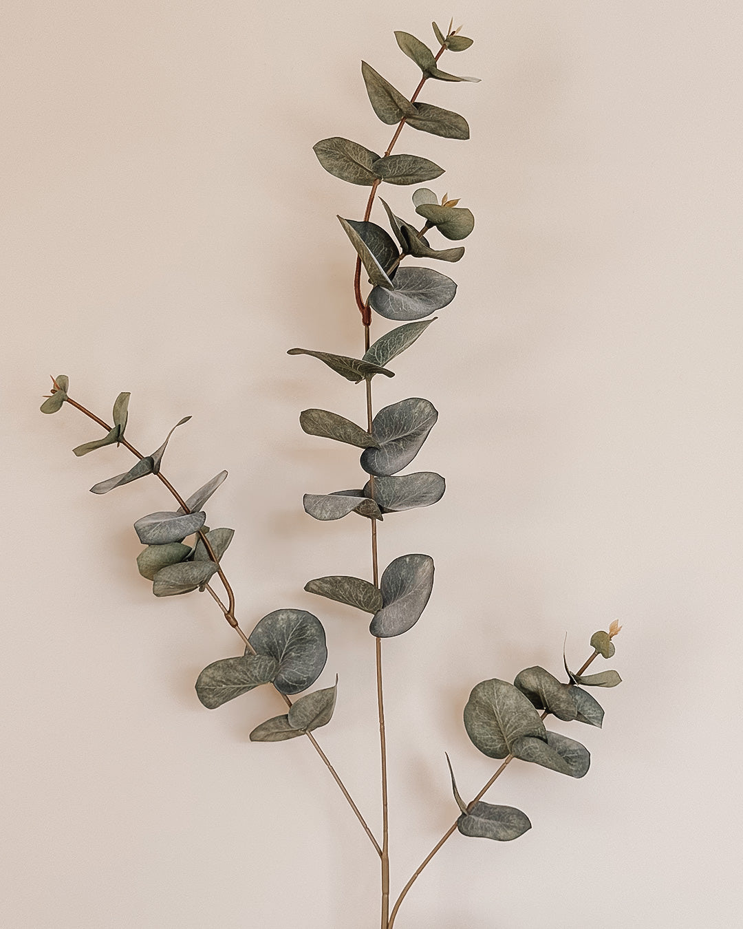 Ecaluptus - 86 cm