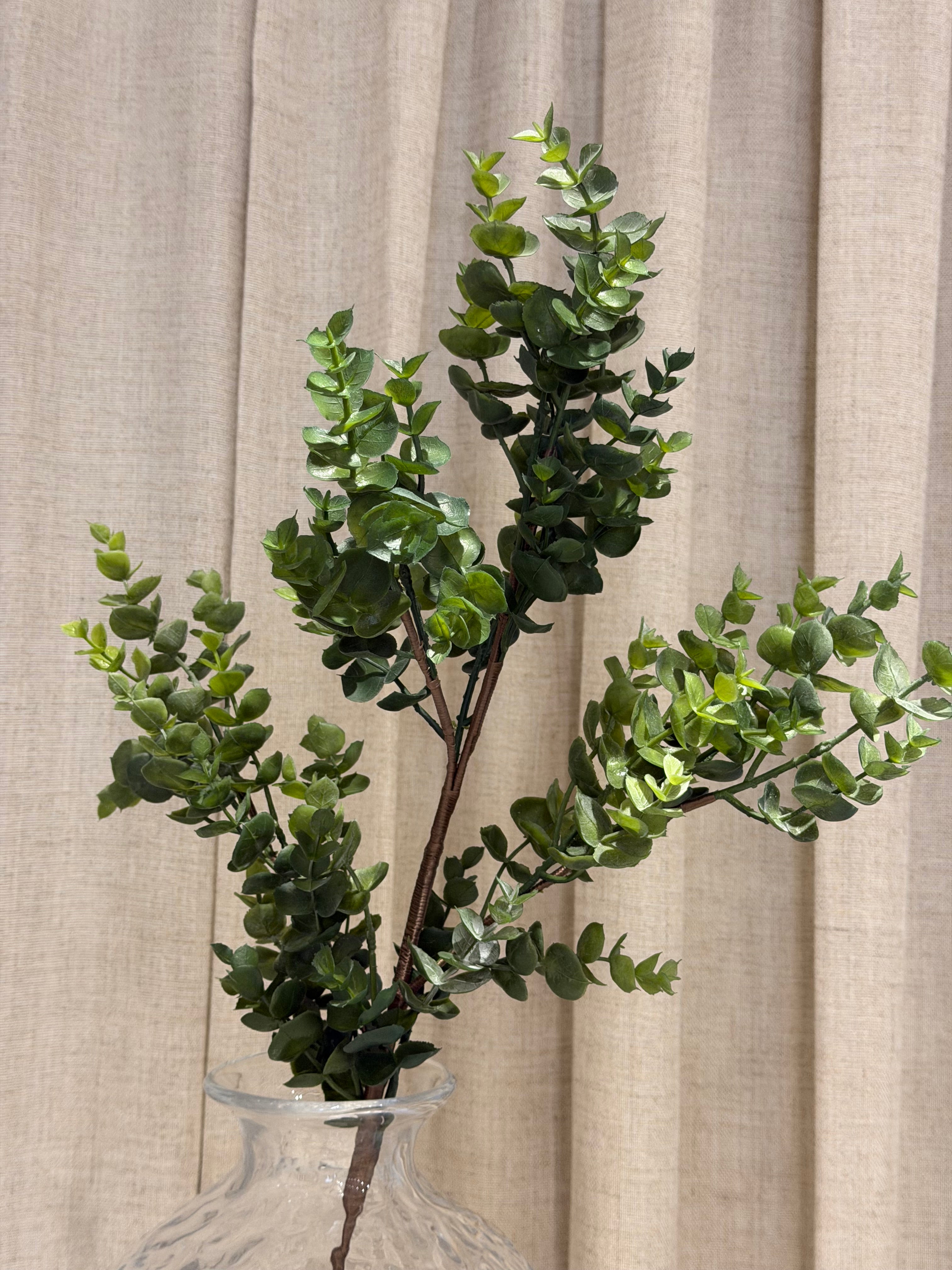Eucalupthus 75cm