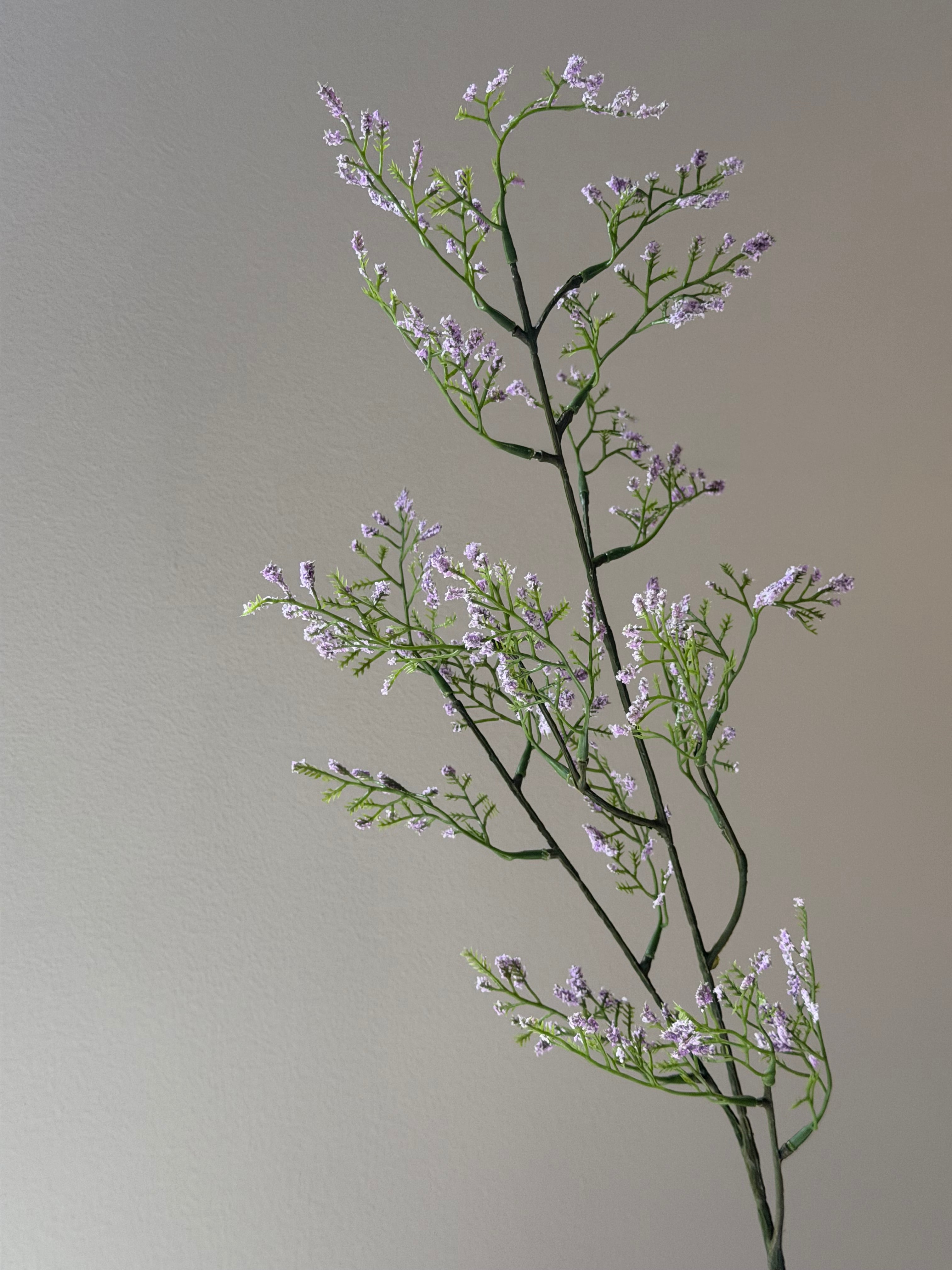 Limonium gren lys lilla