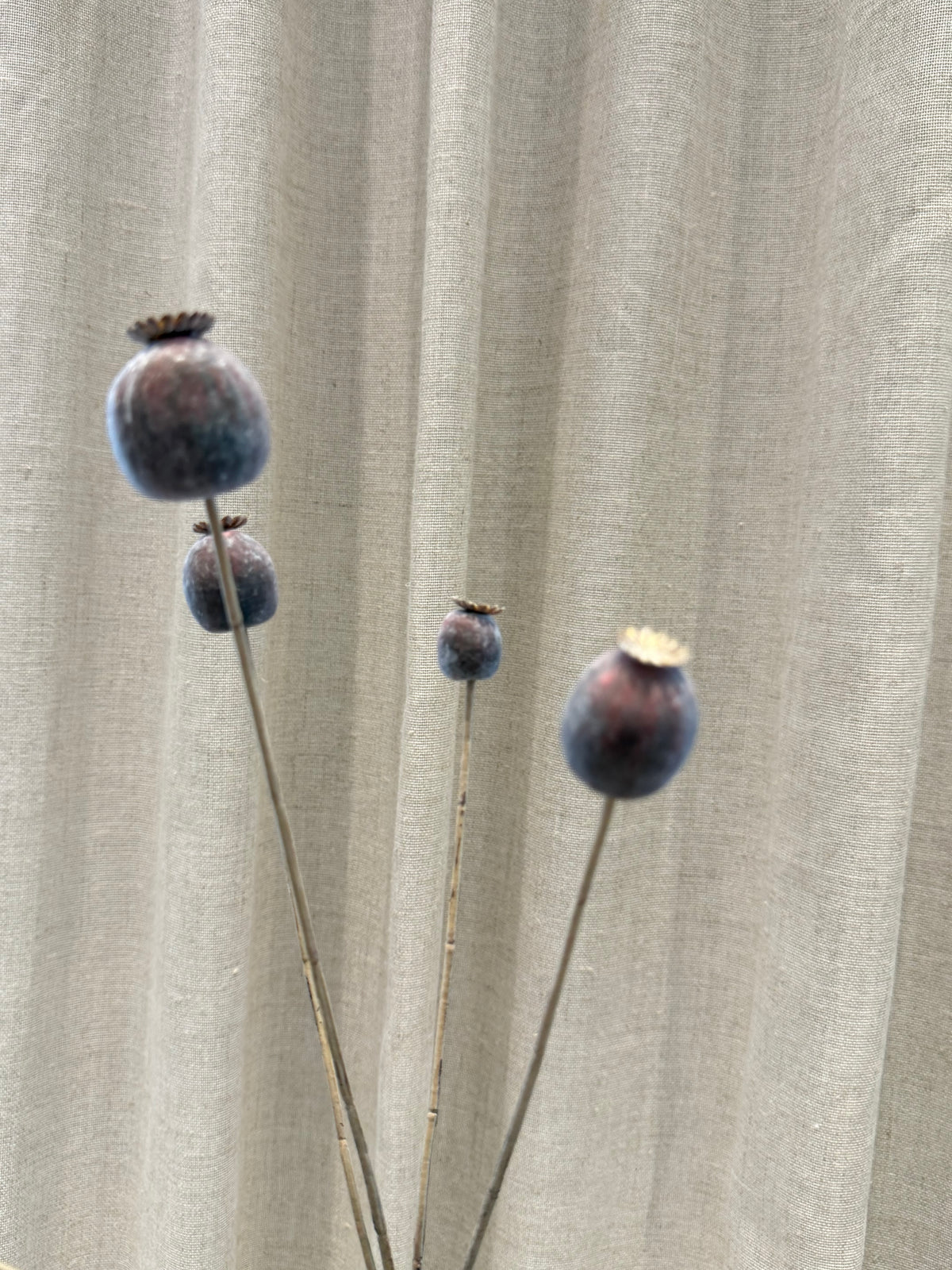 Valmue kapsel H75cm