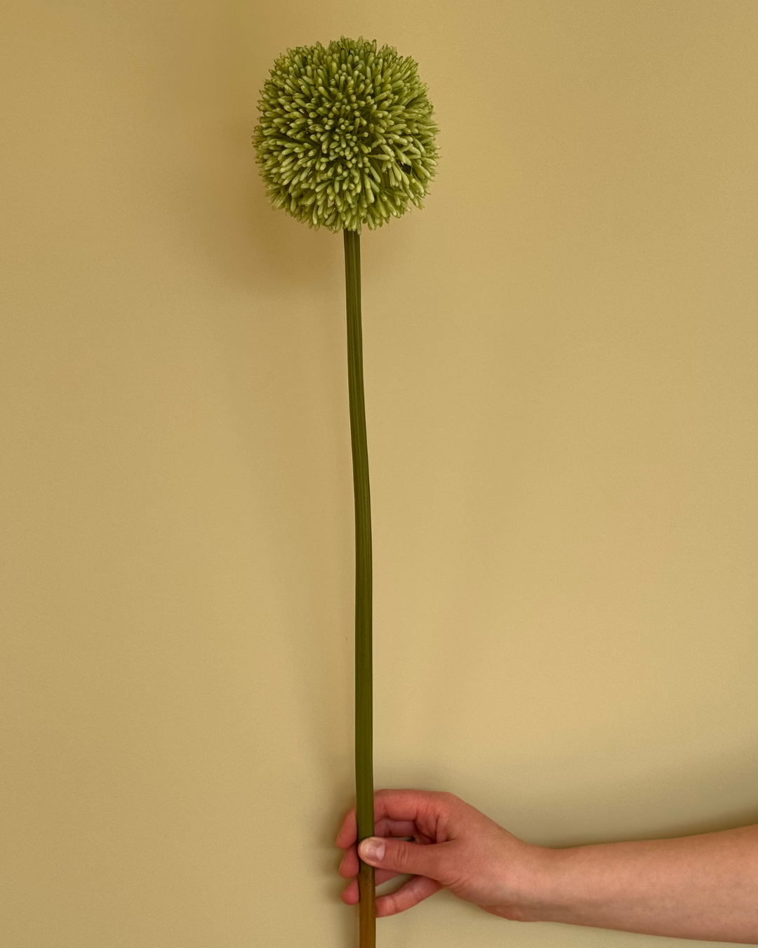 Allium Grøn - 64 cm