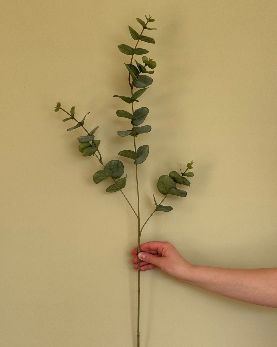 Ecaluptus - 86 cm