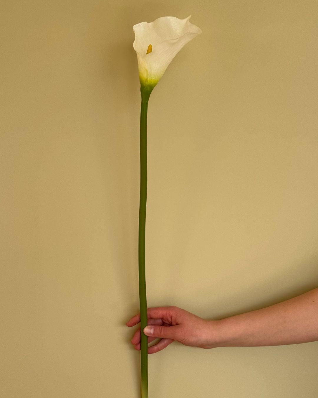 Calla Hvid - 73 cm