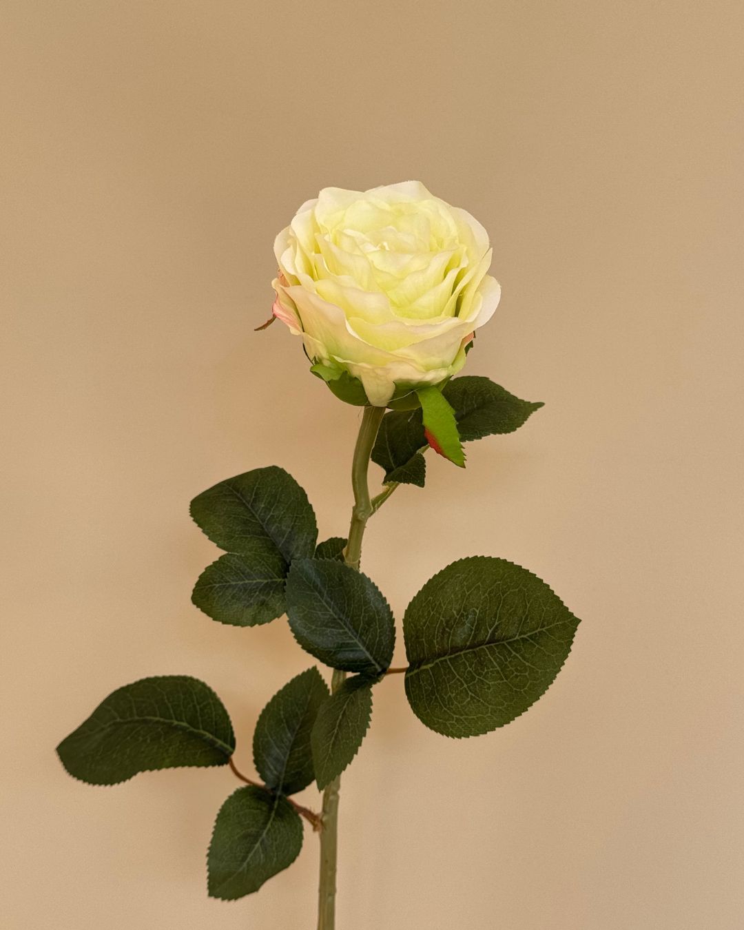 Rose Lime - 70 cm