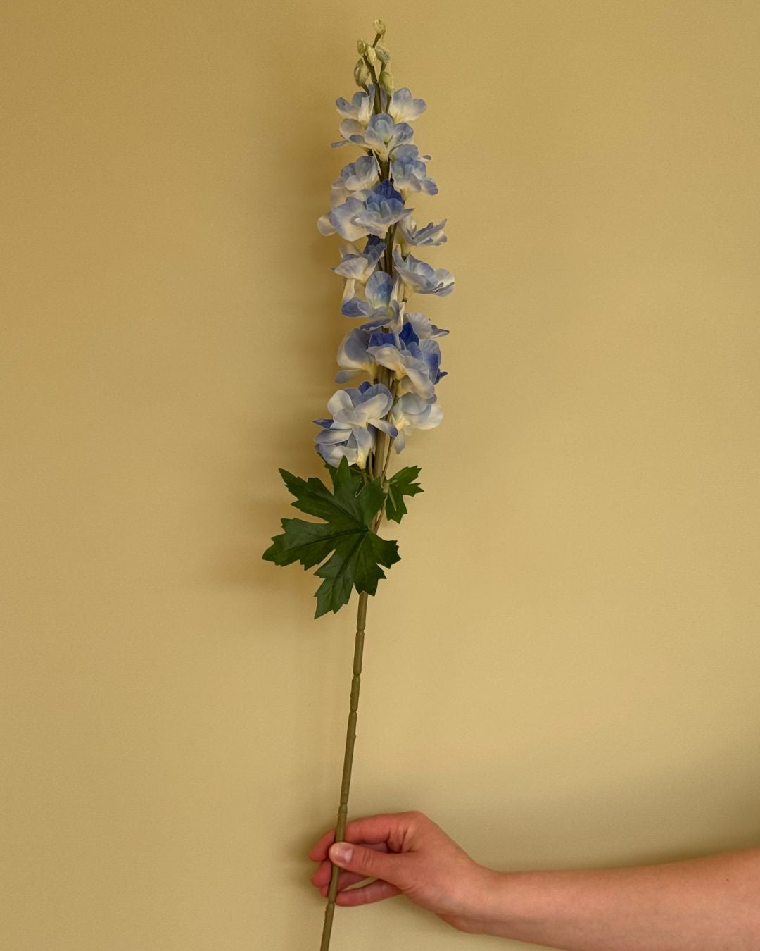 Ridderspore Blå - 80 cm