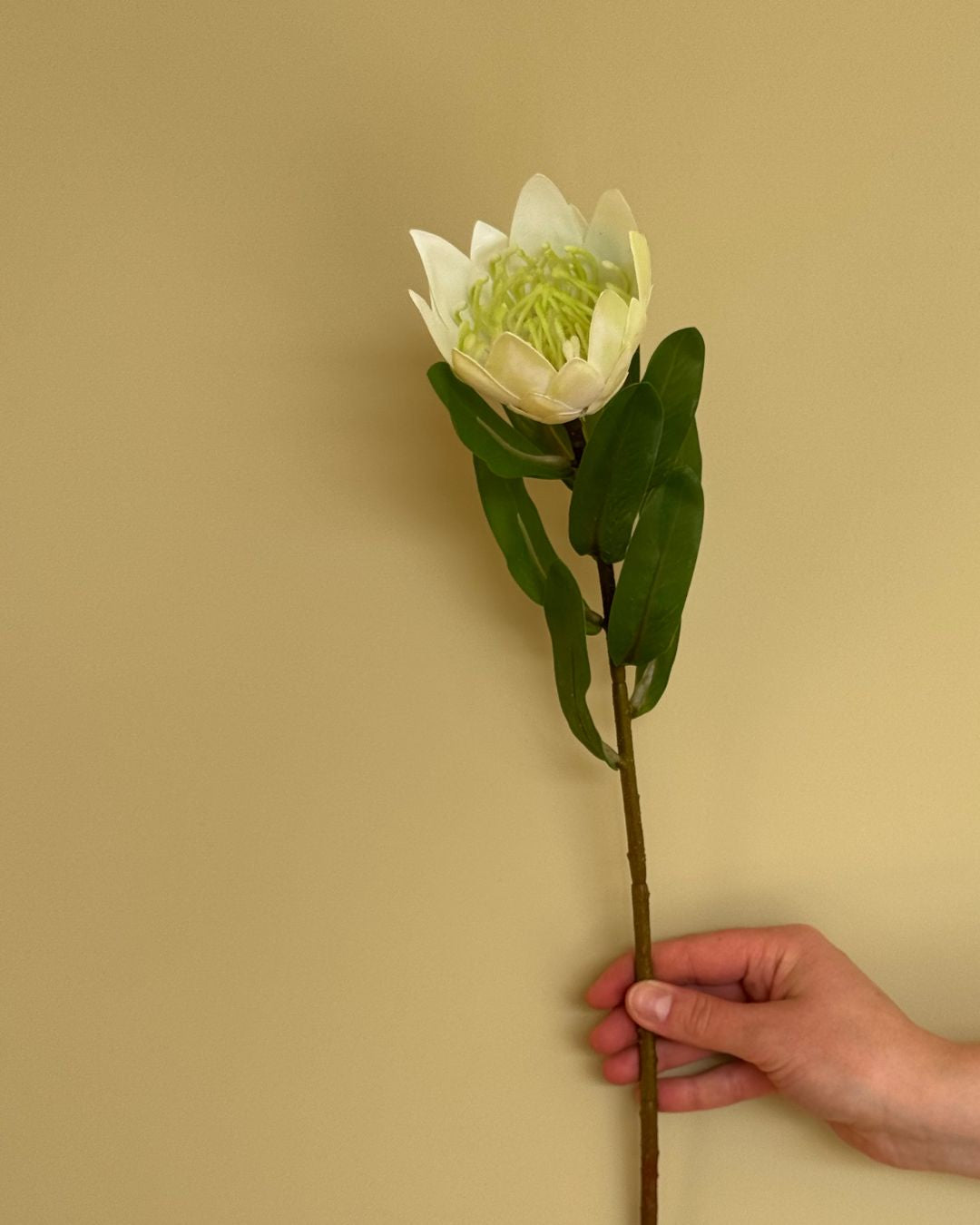 Protea Hvid - 40 cm