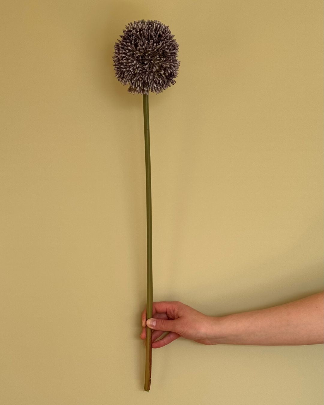 Allium Lilla - 64 cm