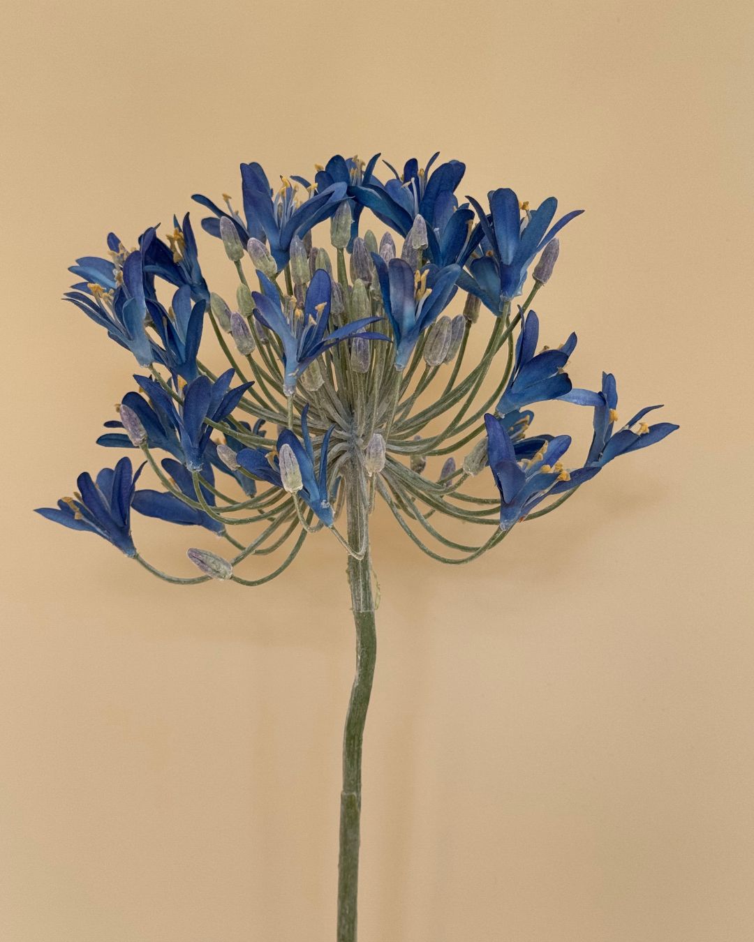 Skærmlijle Blå - 90 cm