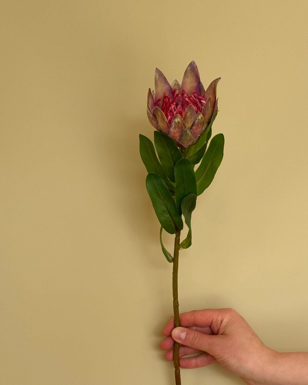 Protea Pink - 40 cm
