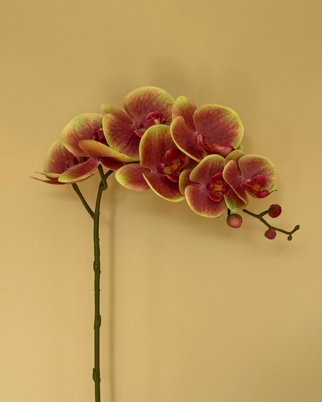 Orkide Mulitfarvet - 85 cm