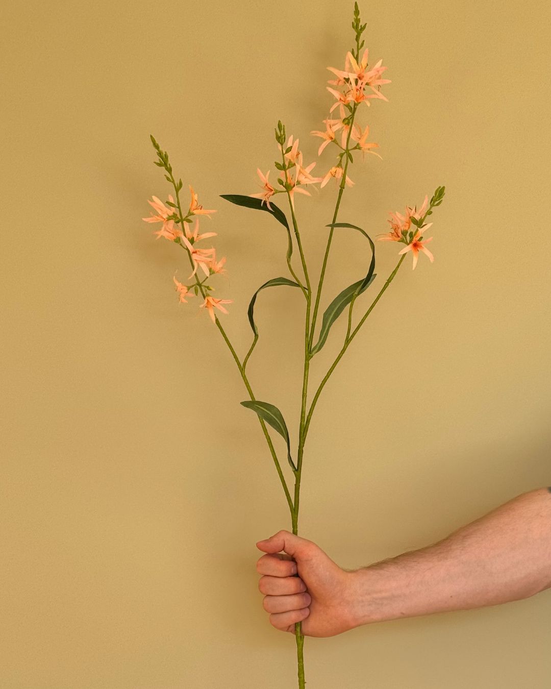 Prærielilje Lys Orange - 100 cm