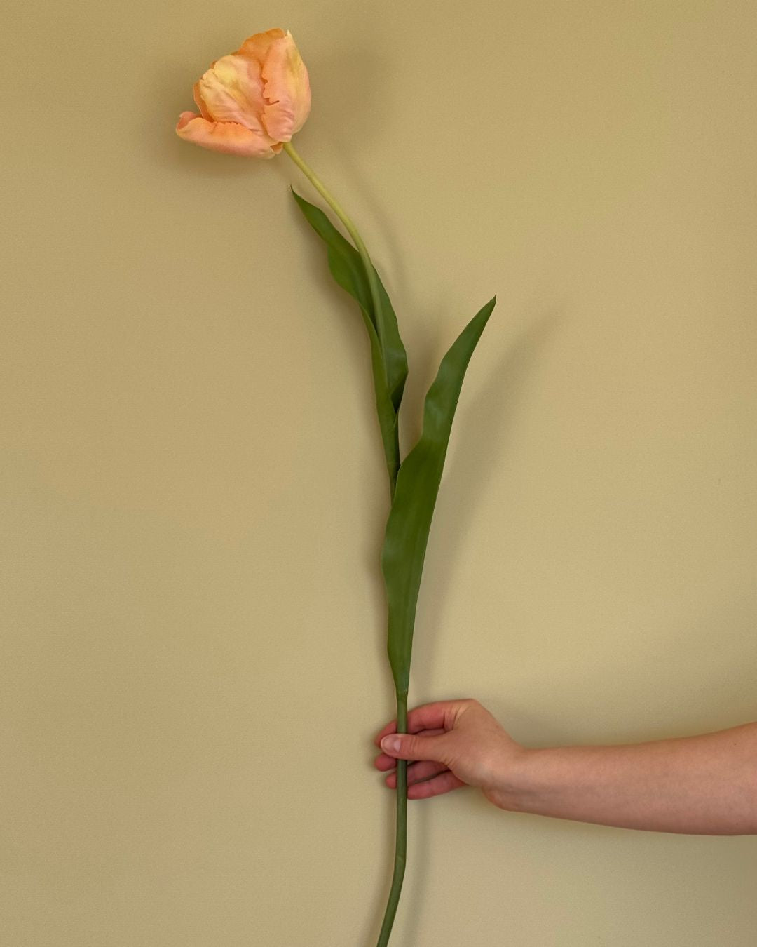 Tulipan - Pink/Peach - 72 cm