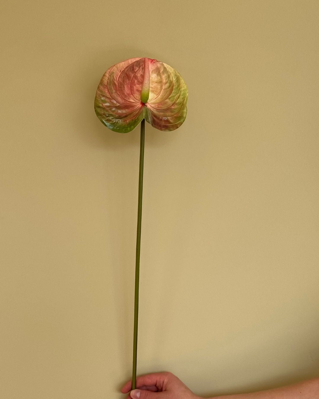 Stor Anthurium Multifarvet - 61 cm