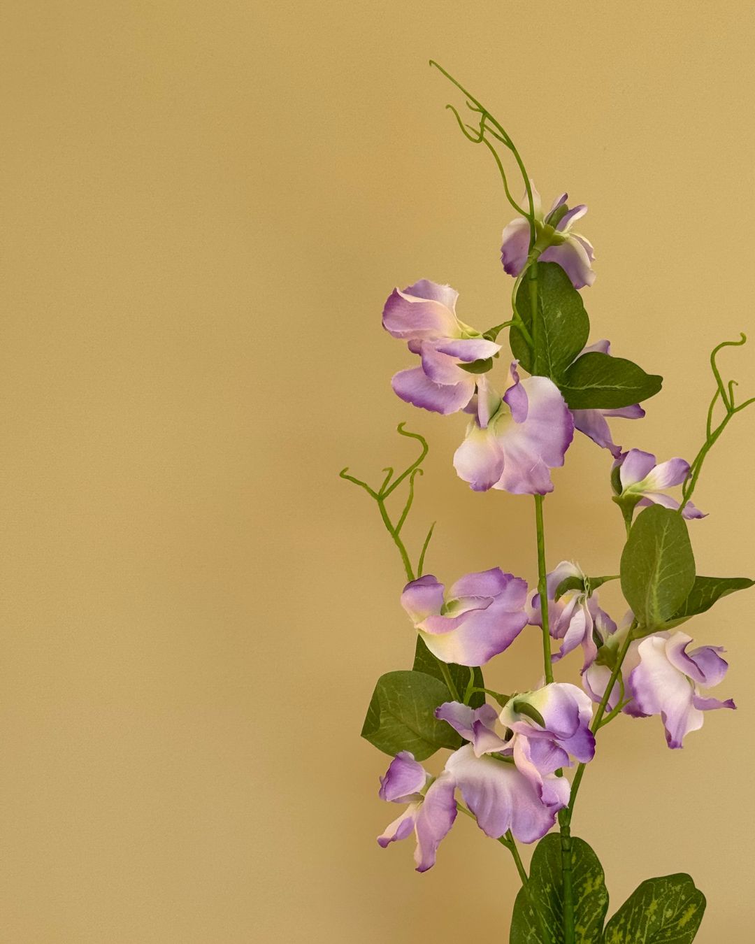 Lilla Ærteblomst - 62 cm