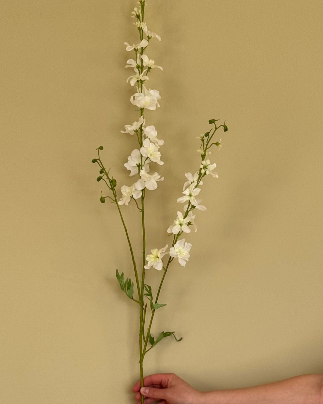 Ridderspore - Hvid - 122cm