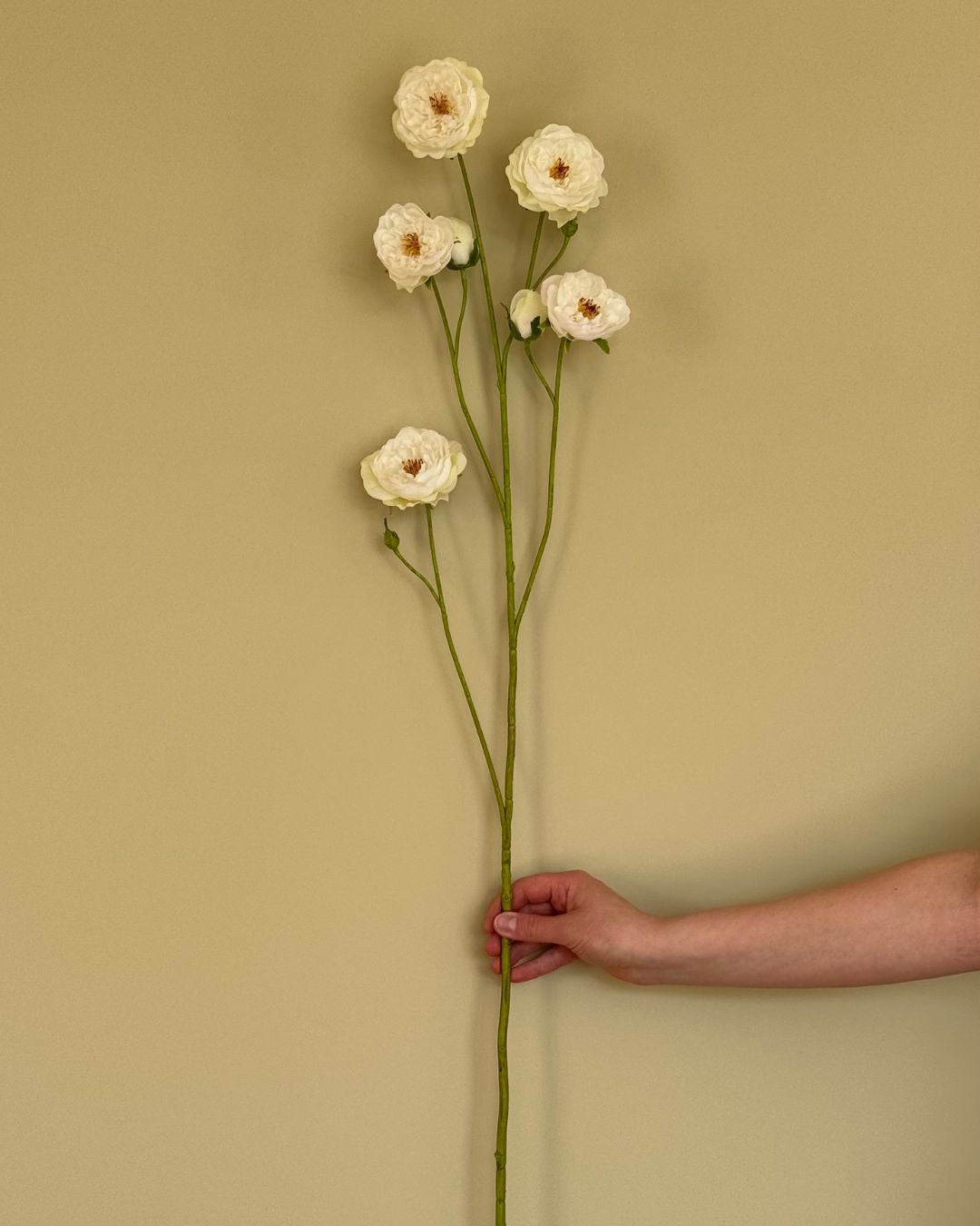 Rose - Creme - 103 cm
