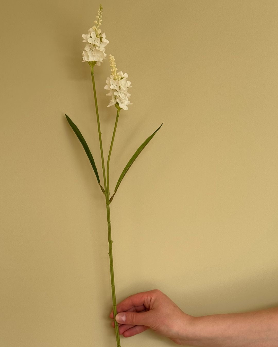 Lysimachia Hvid - 63 cm