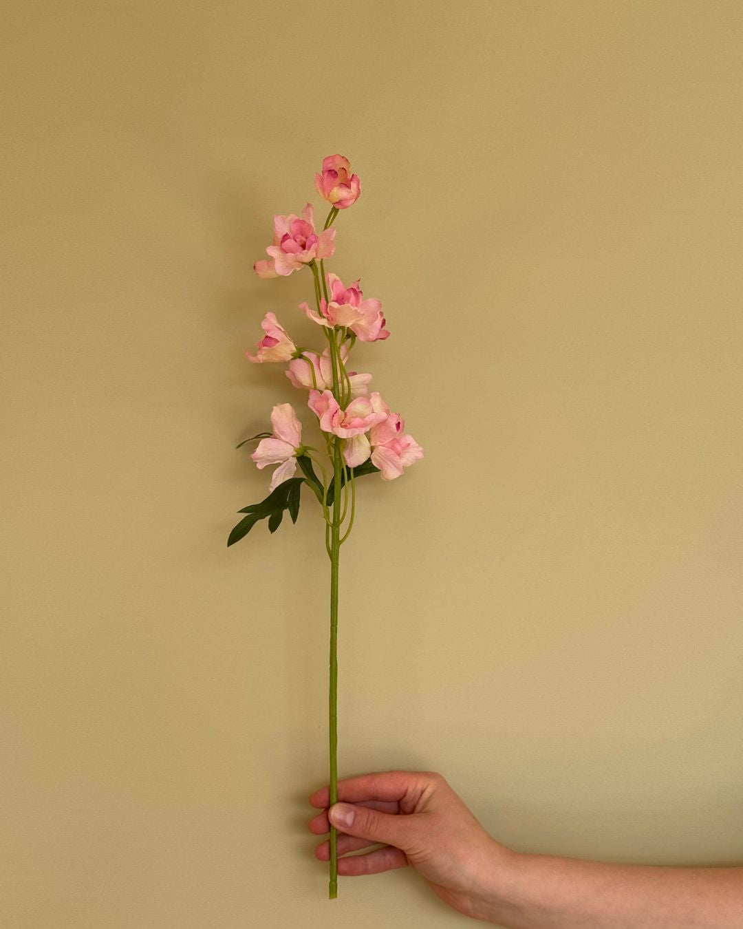 Ridderspore Lyserød - 50 cm