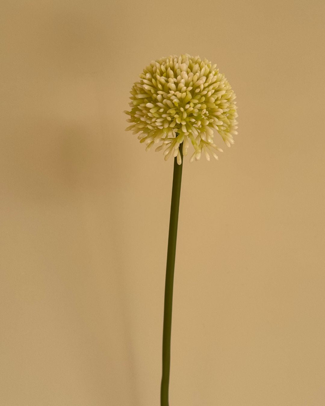 Lille Allium Hvid - 40 cm