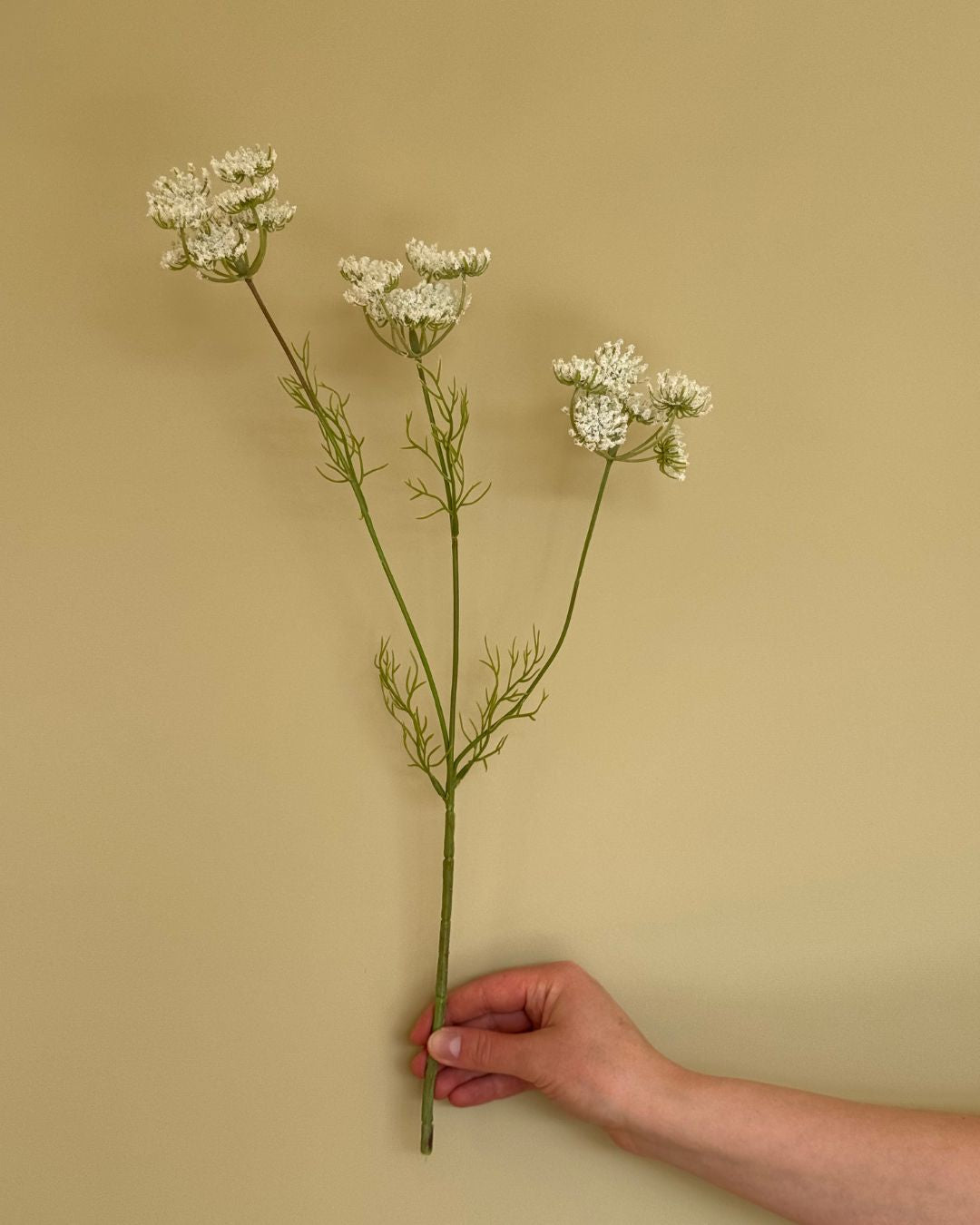 Skærmblomst Hvid - 50 cm