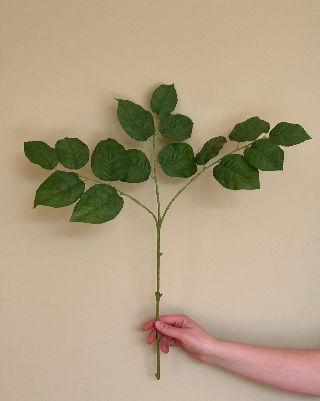 Salal - 80 cm